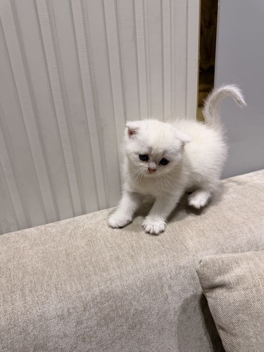 Мушукчалар сотилади