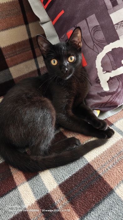 Отдам черного котенка