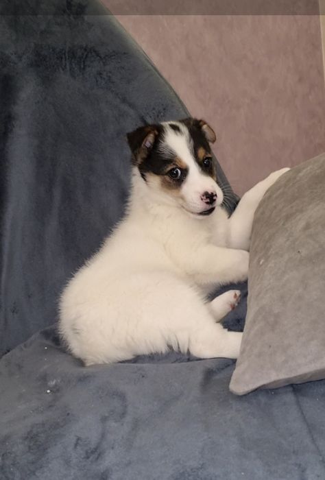 Шкода ищет мампап. Доставлю!