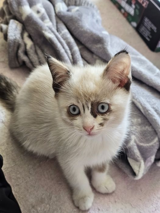 Кошечка девочка в добрые руки