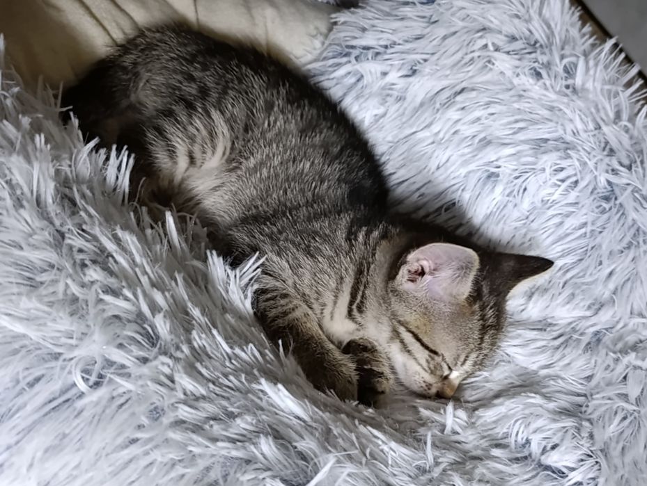 Котята! Бесплатно