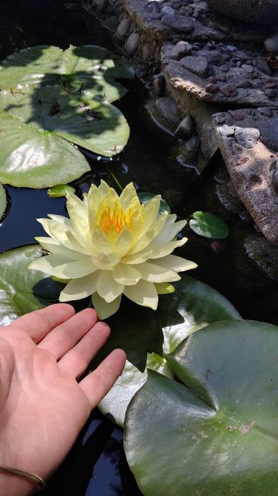 Лилия жёлтая, водяная