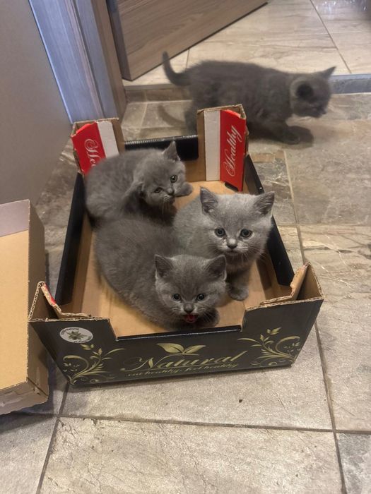 Британски котенца