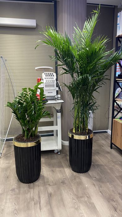 Комнатные растения, Офисные цветы, Цветы для дома, Живые цветы, Гуллар