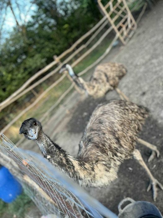 мъжко ему на 4години