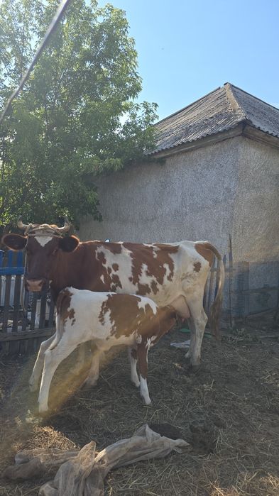 Продаётся дойная корова.