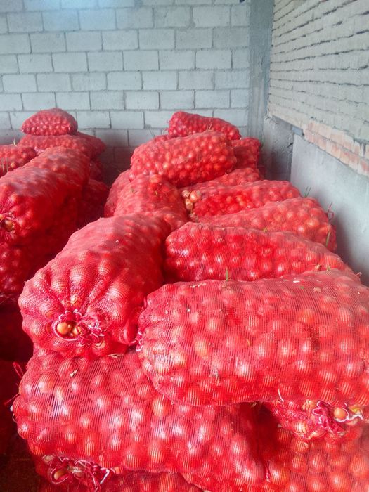 Пиёз (лук) сотилади