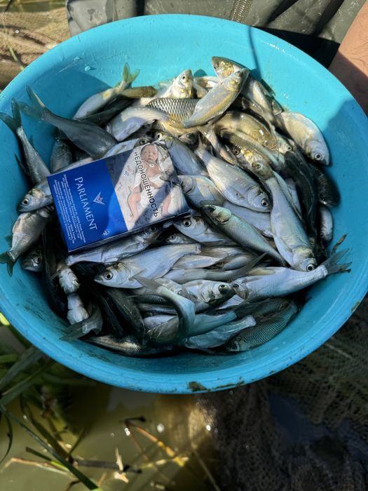 Малек. (Сиголетка)