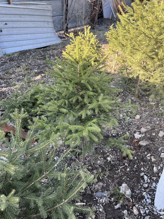 Продам саженцы елок, кедра!