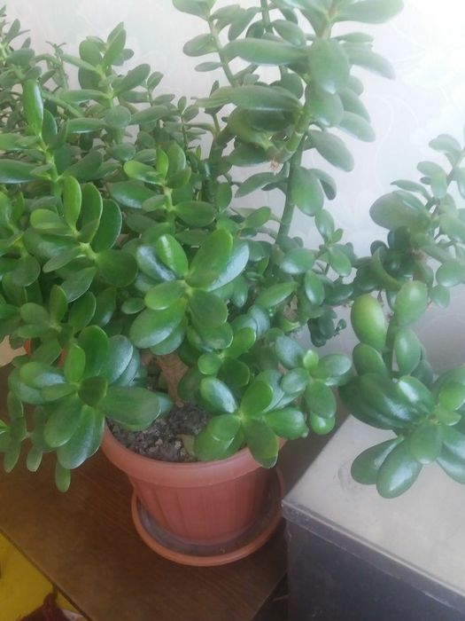 Денежное  дерево