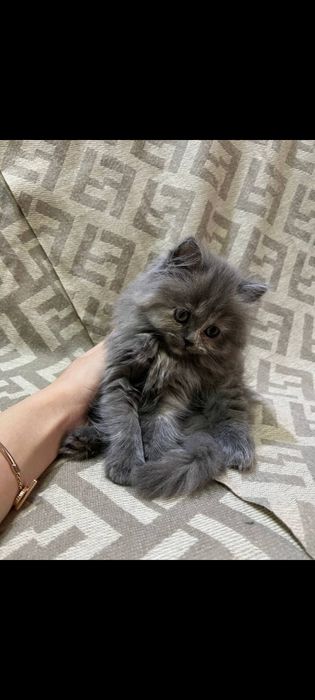 Продаётся котёнок скоттиш фолд и страйт