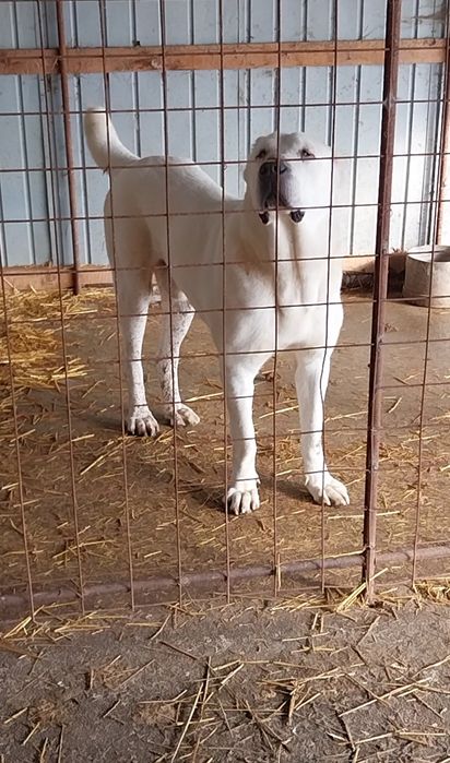 Ciobănesc de Asia Centrală