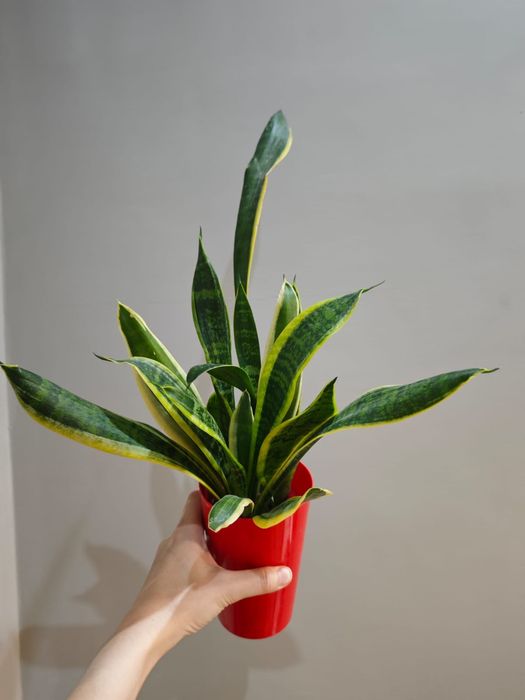 Сансеверия, кактус