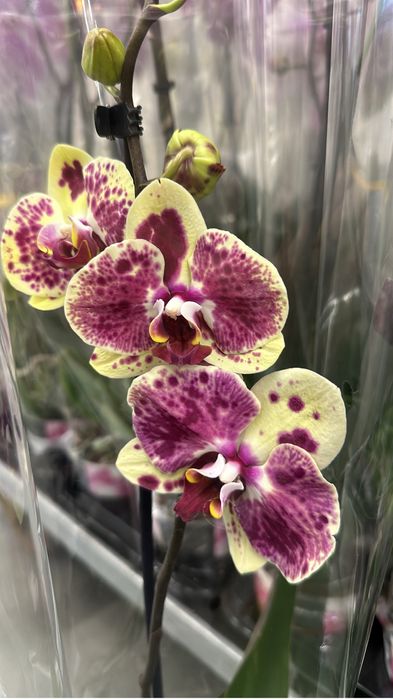 Орхидей оптом доставка по области