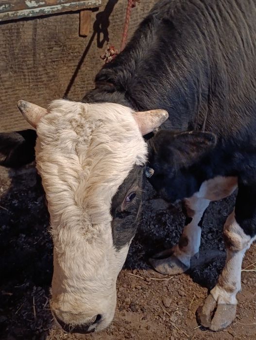 бука сотилади  ..