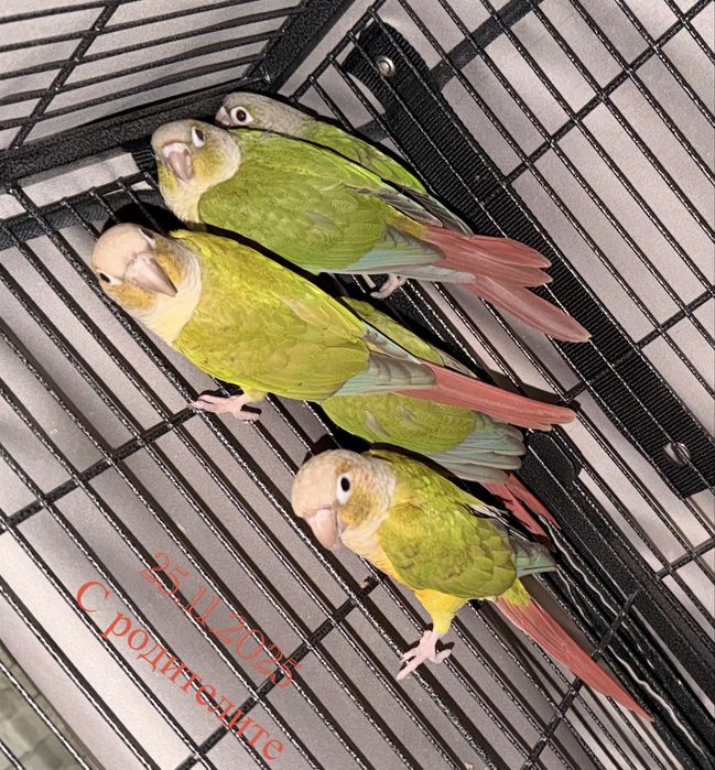 Бебета папагал ПИРУРА Cinnamon Yellow-sided