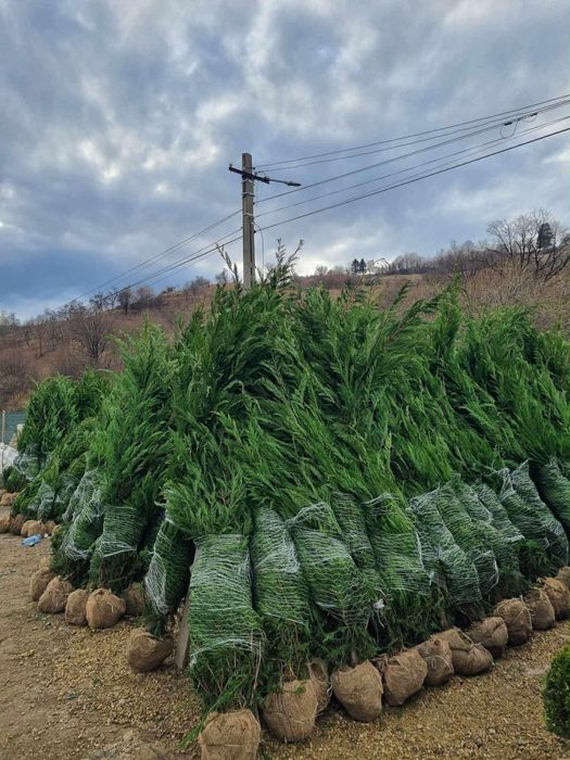 Vand plante ornamentale