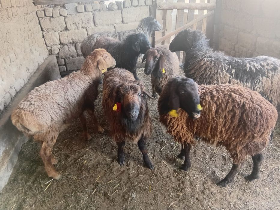 Шаруа қошқарлар  бар