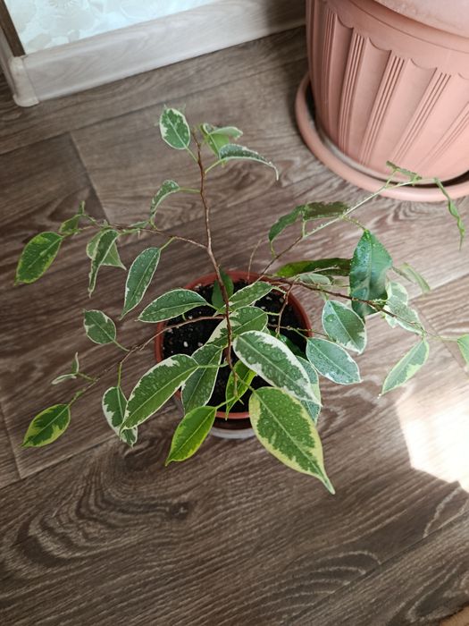 Фикус Бенджамина