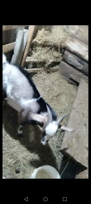 Продам альпо нубийского козла