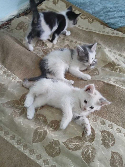 Отдам котят бесплатно