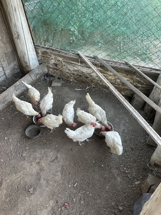 Продаются куры 9 штук