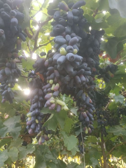 Avatar uzum nixoli. Donaksiz