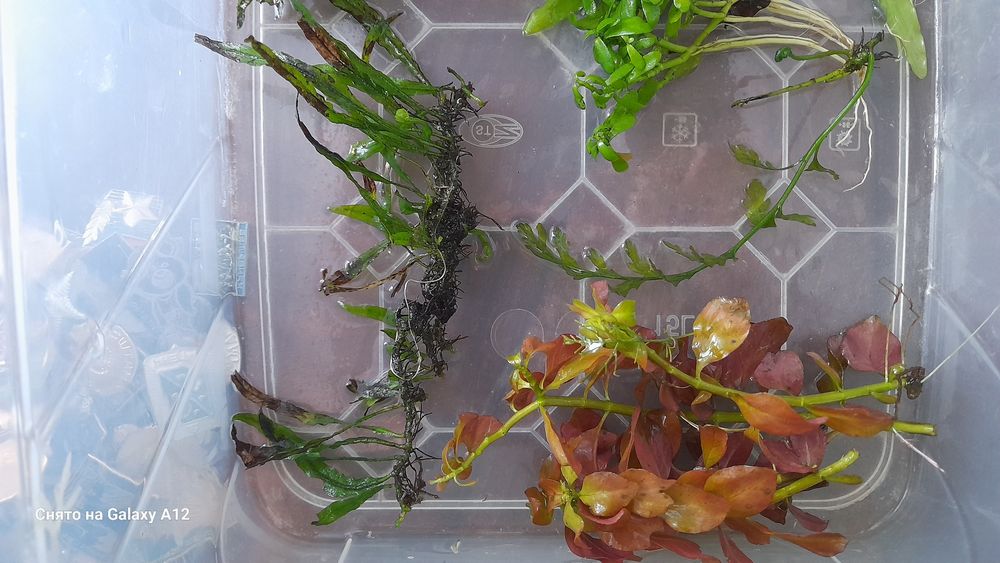 Растения продаются.