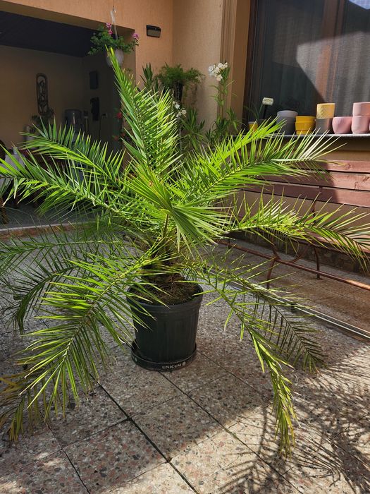 Palmier ornamental