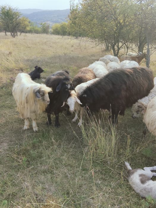 De vânzare 3 țapi