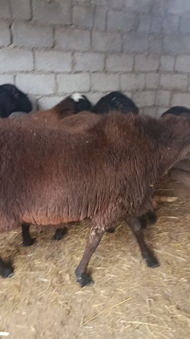 Қўчқор 2 ёшда 2 тиш