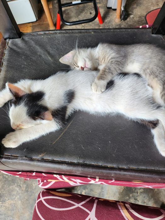 Spre adopție – Pisică mamă și 3 pisoi