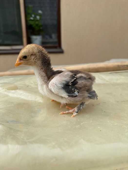 Păsări animale domestice