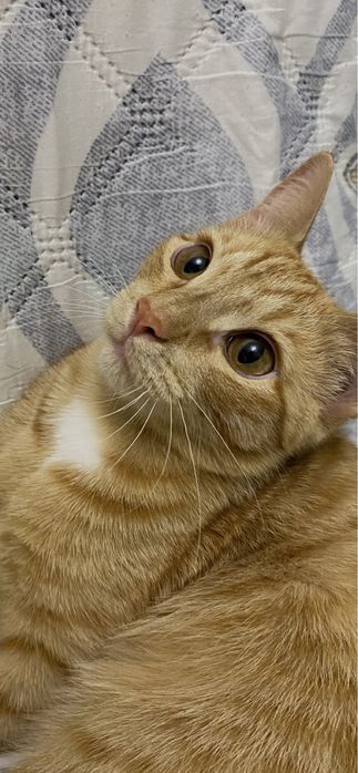 Рыжая кошечка, кошка, ищет дом и семью