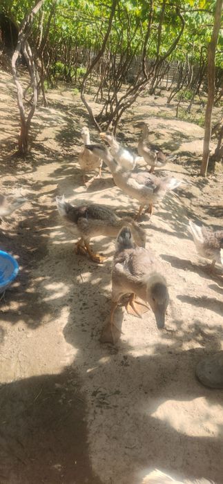 G'ozlar sotiladi Narxi 150000dan