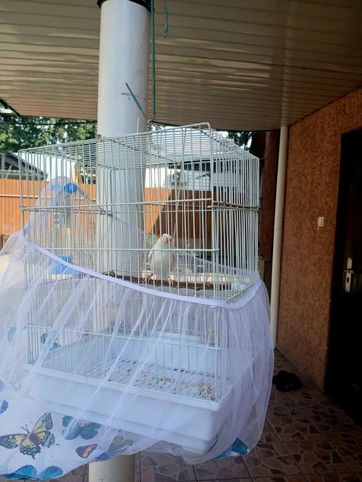 Кенор Кенор Кенор