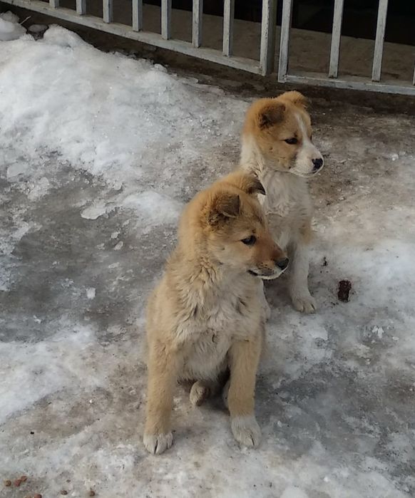 Мальчик и девочка сторожа компаньоны