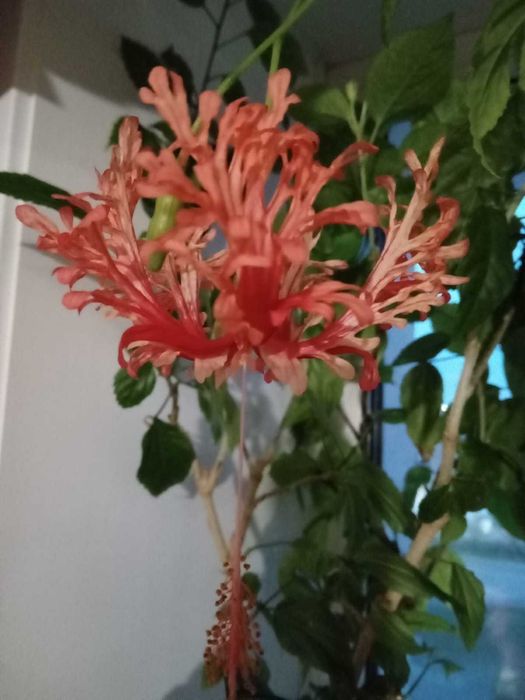 Гибискусы  разных цветов