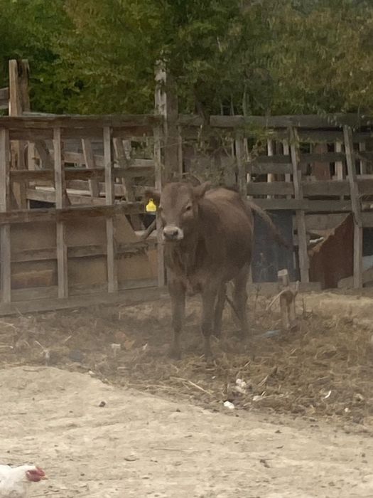 продам телку и бычка