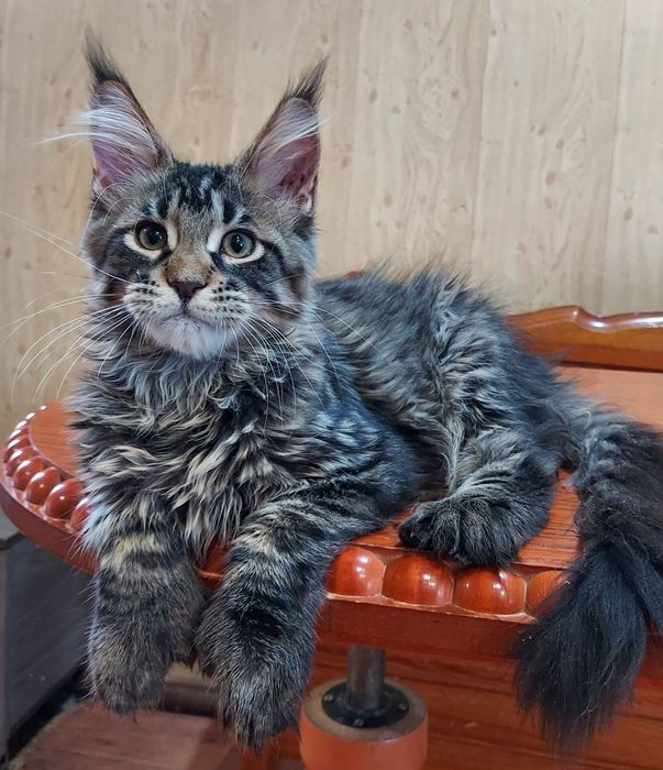 Продам котят мейн-куна полидакт