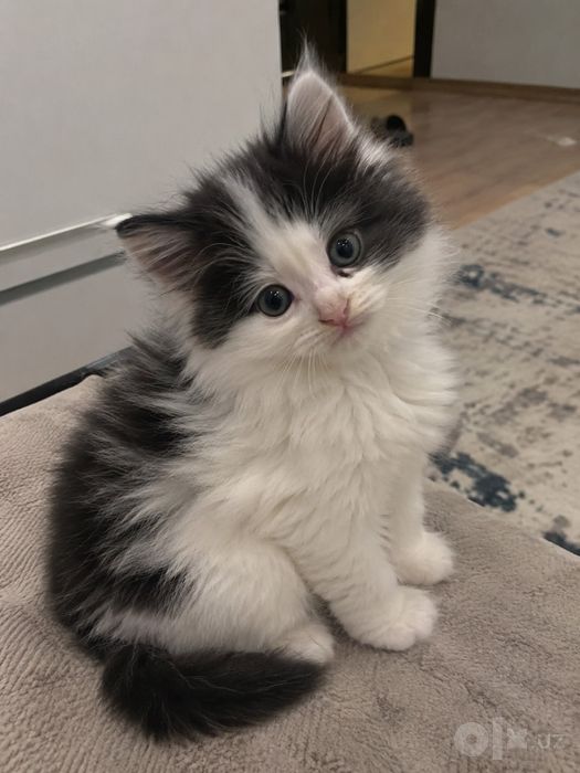 Милый пушистик котенок