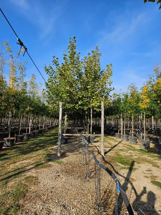 Copaci Foioisi Arbusti