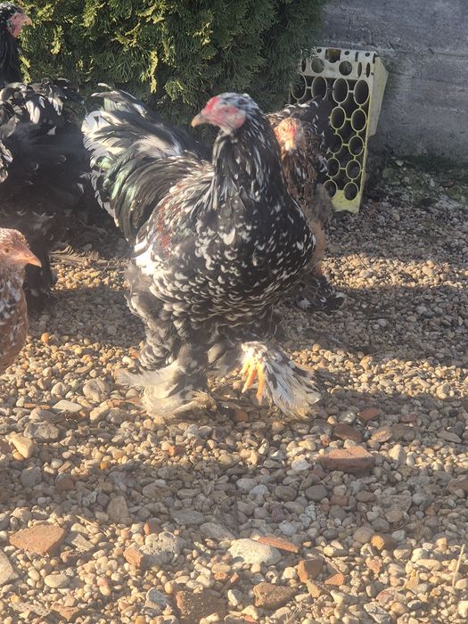 Ouă brahma pentru incubat