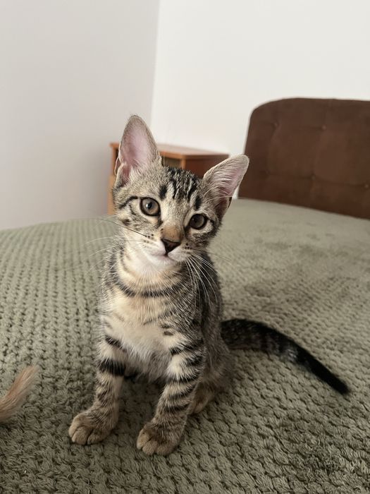 Adoptie pui pisica 2 luni