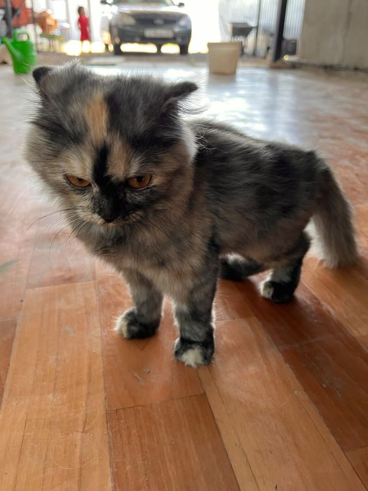 Котенок ищет  хозяев