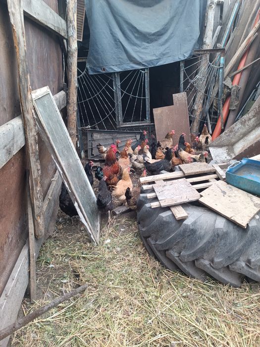 Продам куры домашние