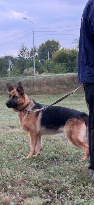 Щенки немецкой овчарки.