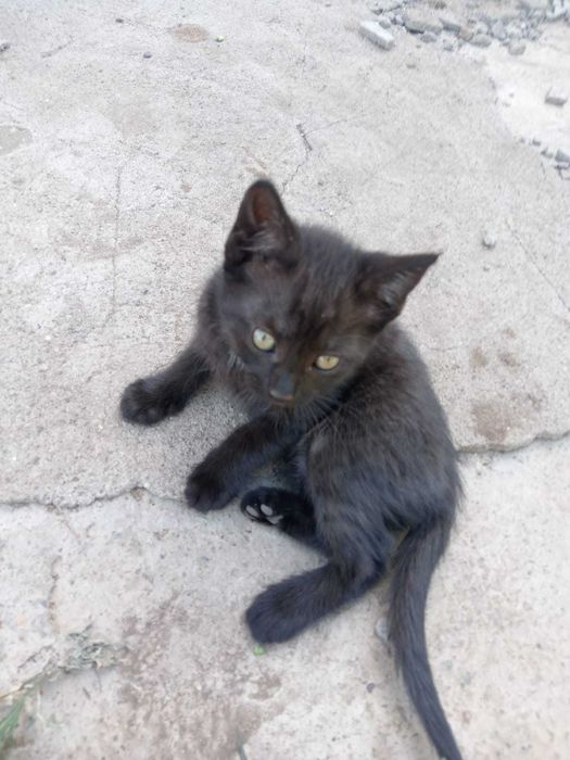 Отдам котят в добрые руки