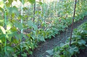 PLASA PENTRU PLANTE CATARATOARE/Mazăre/fasole/castraveți; Albă/verde