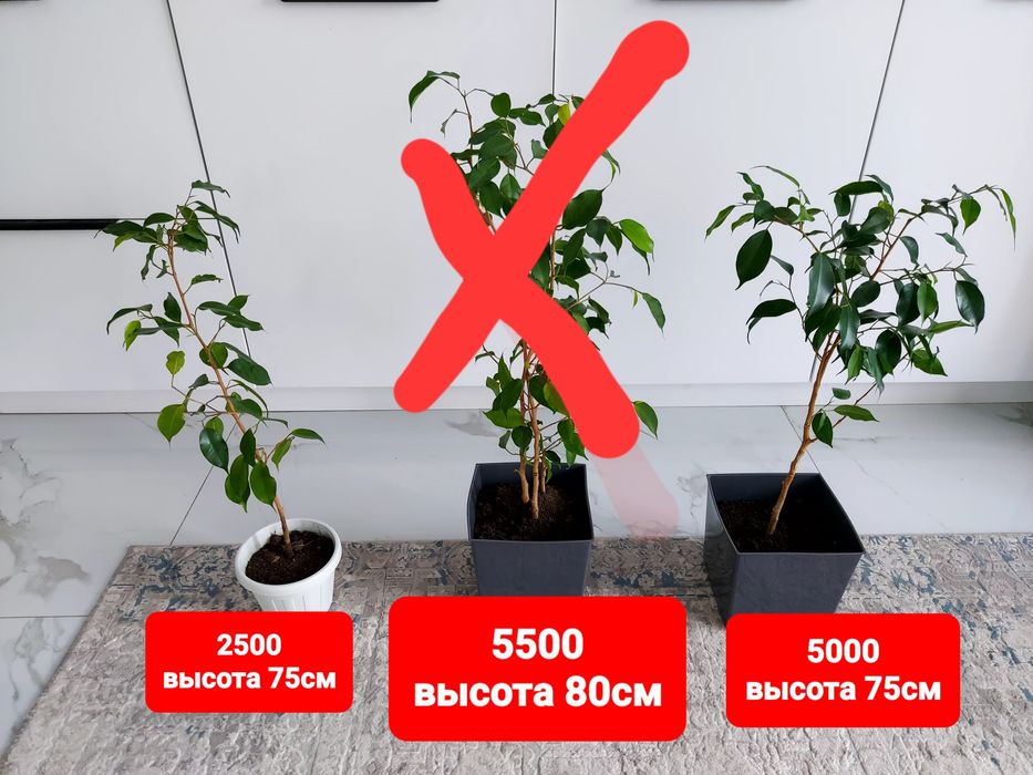 Продам фикус бенджамина